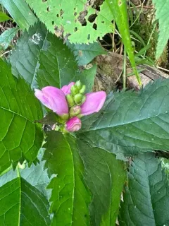 red turtlehead thumbnail 3