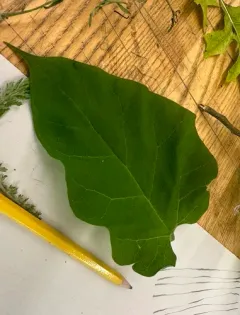southern catalpa thumbnail 4