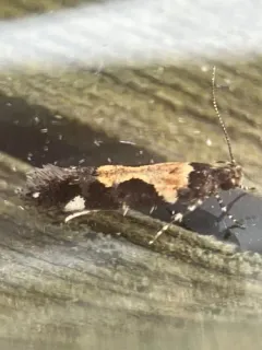 Red-necked Peanutworm Moth thumbnail 2