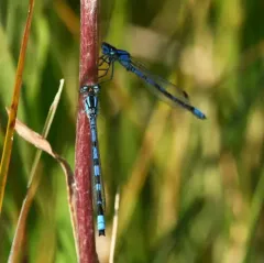 River Bluet thumbnail 3