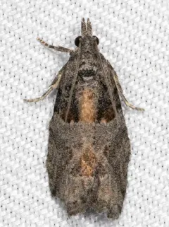 Epinotia pulsatillana thumbnail 4