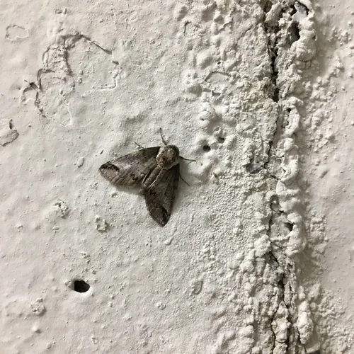 Small Baileya Moth