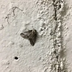 Small Baileya Moth thumbnail 1