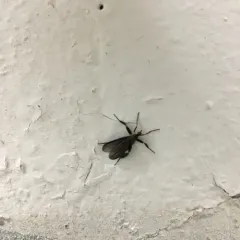 Long-tailed Dance Fly thumbnail 2