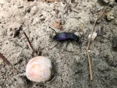Notch-mouthed Ground Beetle thumbnail 2