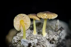Pluteus vellingae thumbnail 2