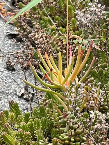 round-leaved fameflower