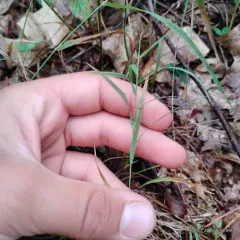 nimblewill thumbnail 1