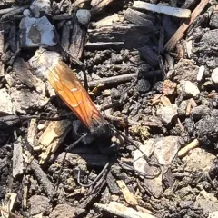 Calopompilus pyrrhomelas thumbnail 2