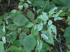 Erysiphe pulchra thumbnail 4