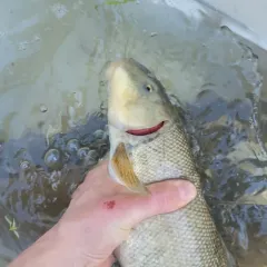 Utah Sucker thumbnail 2