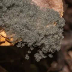 Syzygites megalocarpus thumbnail 2