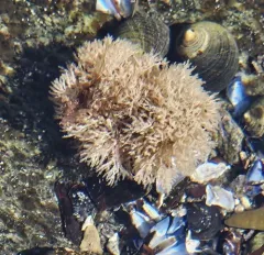Unexpected Bryozoan thumbnail 4
