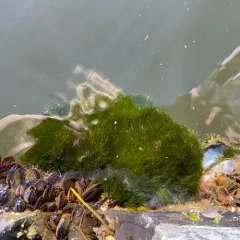 Green pin-cushion alga thumbnail 2