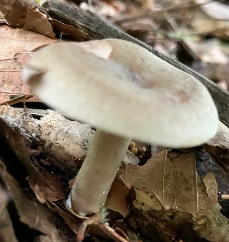 Gray Milkcap