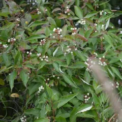 roughleaf dogwood thumbnail 3