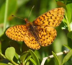 Relict Fritillary thumbnail 2