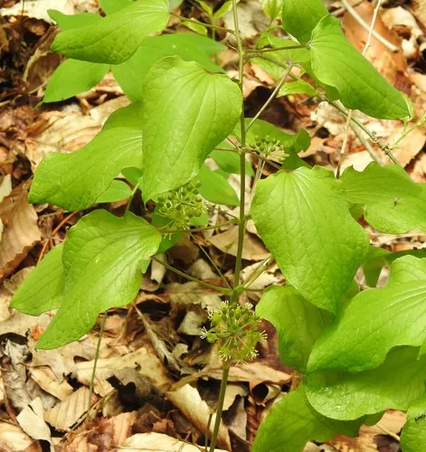 Illinois Carrionflower
