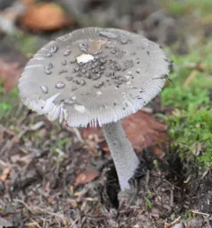 Shaggy Legged Ringless Amanita thumbnail 3