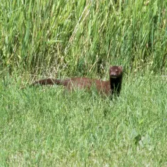 American Mink