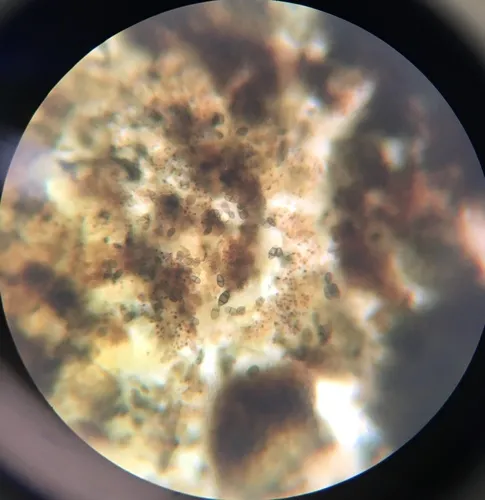 Rhizodiscina lignyota