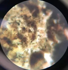 Rhizodiscina lignyota thumbnail 1