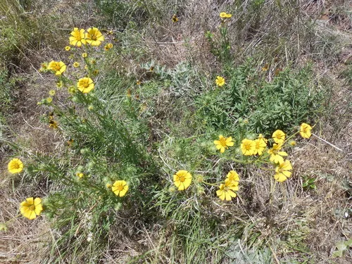 Engelmann daisy