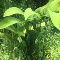 smooth Solomon's seal thumbnail 3