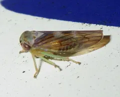 Populicerus formosus thumbnail 3