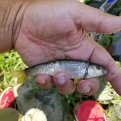 Central Stoneroller thumbnail 3