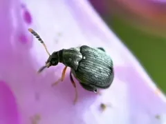 Meibomeus musculus thumbnail 1