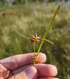 Michaux's sedge thumbnail 4