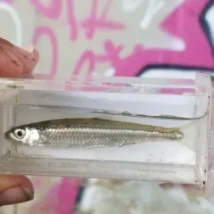 Silver Shiner thumbnail 4
