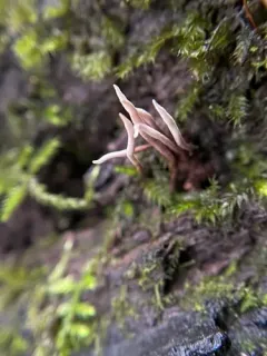 Ophiocordyceps smithii thumbnail 2