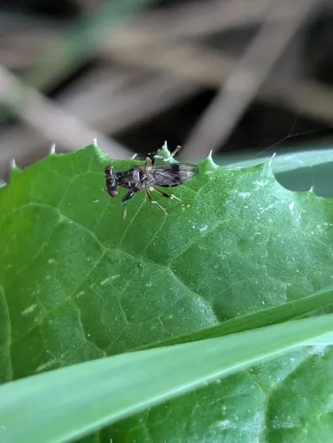 Sphyracephala brevicornis