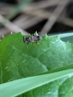 Sphyracephala brevicornis thumbnail 1
