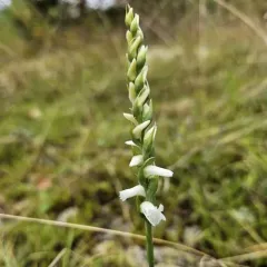 Appalachian ladies’ tresses thumbnail 4