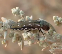 Agrilus walsinghami thumbnail 4