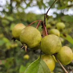 Pear-leaf Crabapple thumbnail 4