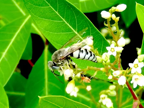 Bembix texana