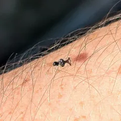 Andromeda Lace Bug thumbnail 4