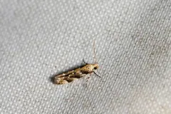 Orange Spruce Needleminer thumbnail 2