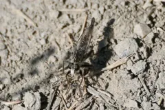 Harvey Hammertail thumbnail 1