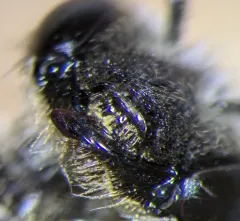 Peaceful Miner Bee thumbnail 2