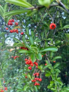 Himalayan firethorn thumbnail 3