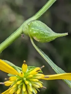 Neolasioptera verbesinae thumbnail 3