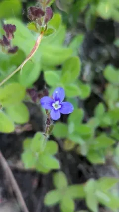 Copeland's speedwell thumbnail 2
