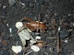 Ceuthophilus agassizii thumbnail 2