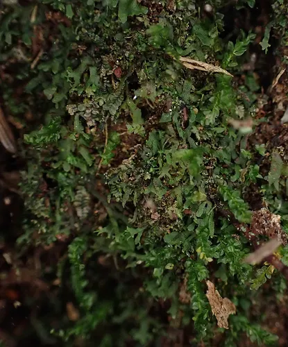 Wright's filmy fern