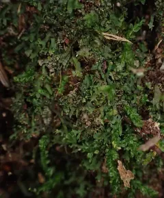 Wright's filmy fern thumbnail 1
